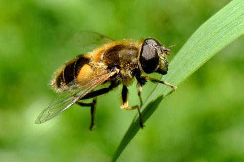 Eristalis jugorum